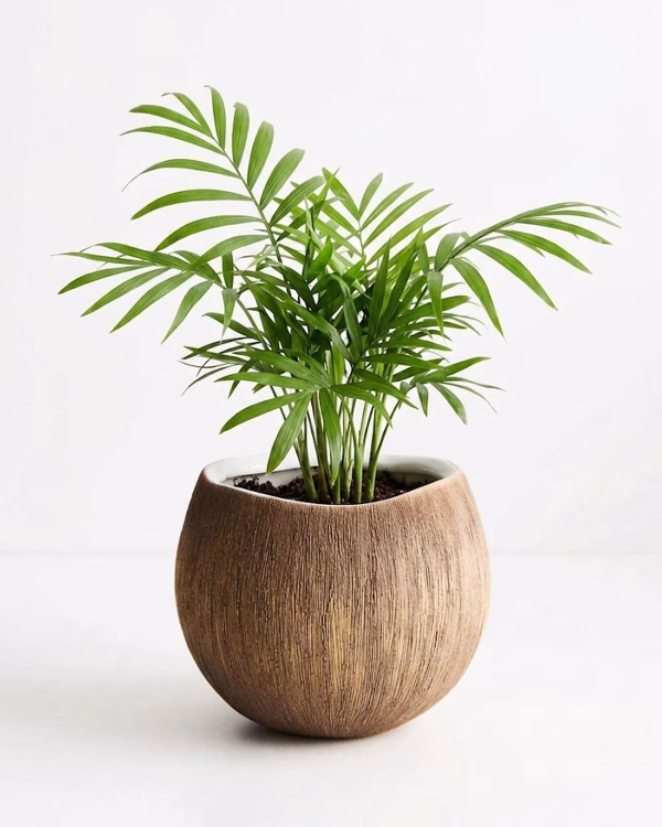 Calypso Pot