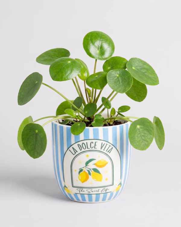 La Dolce Vita Planter