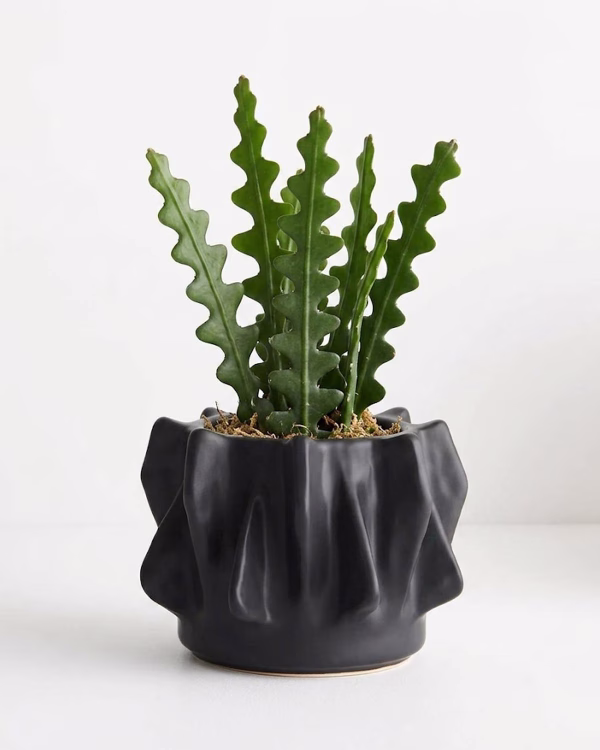 Willow Planter – Black