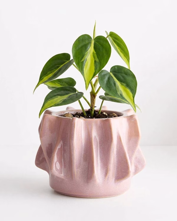 Willow Planter – Pink