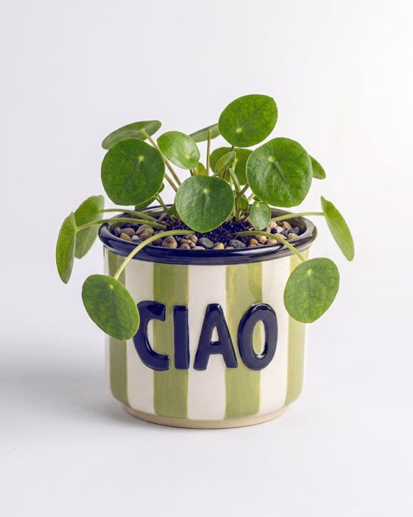Ciao Planter