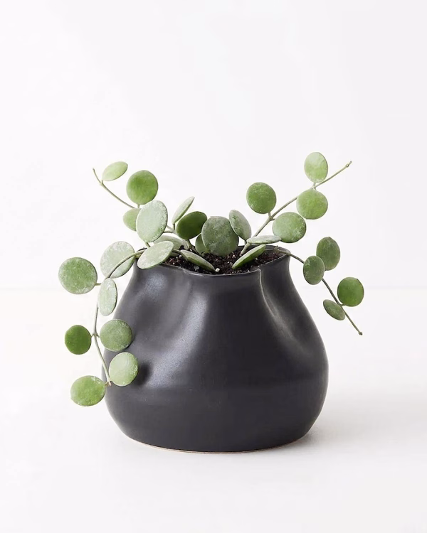 Daya Pot – Black