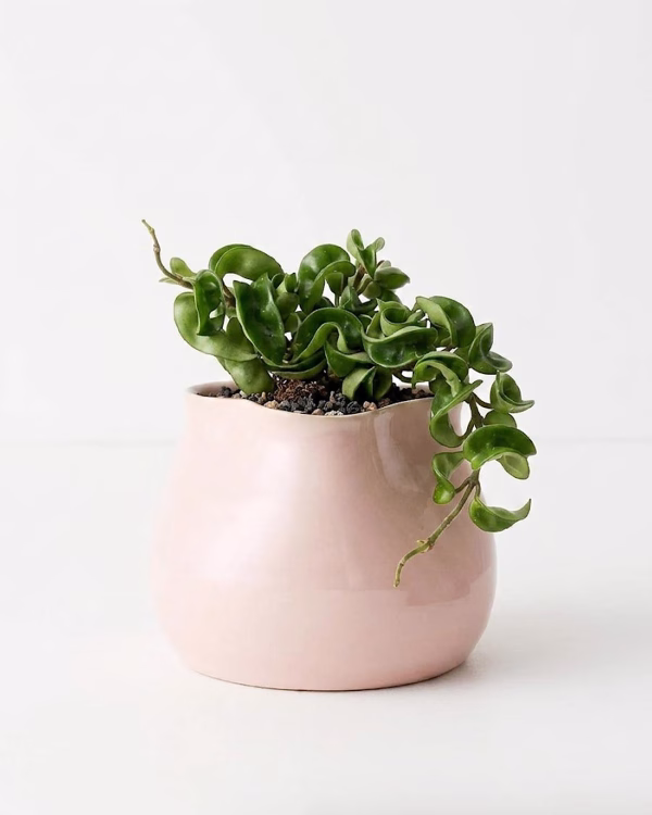 Daya Pot – Blush