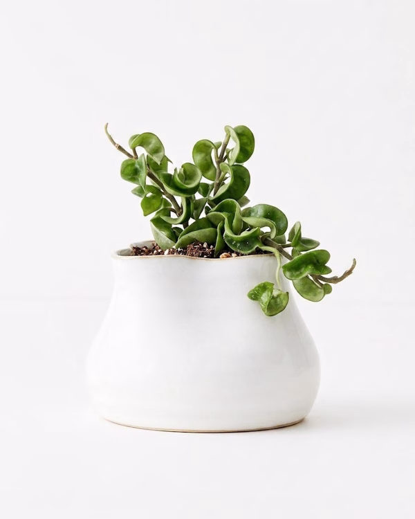 Daya Pot – White