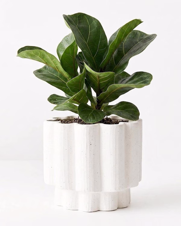 Gustel Pot – Large