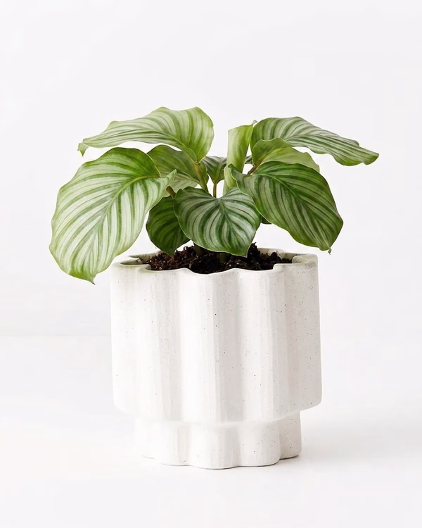 Gustel Pot – Medium