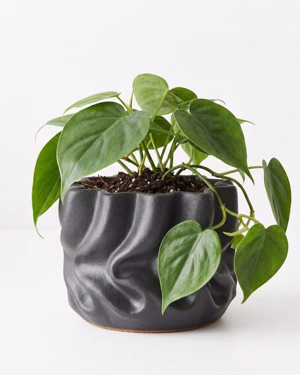 Henrika Pot