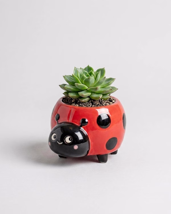 Ladybug Mini Planter