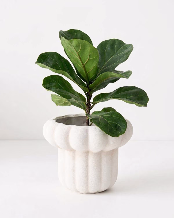 Lexi Pot – White