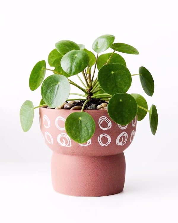 Safi Pot