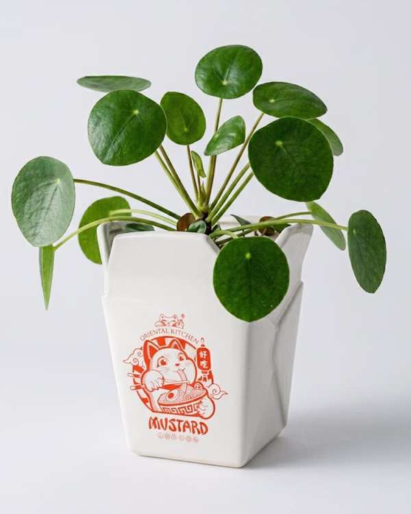 Ceramic Takeaway Pot