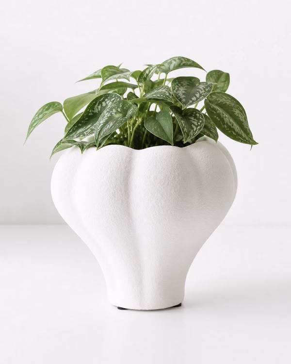 Aura Pot