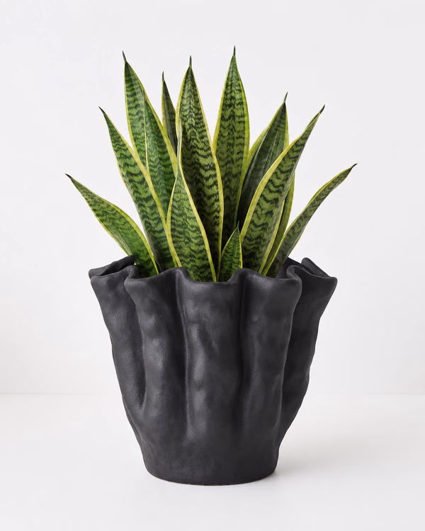 Ena Pot
