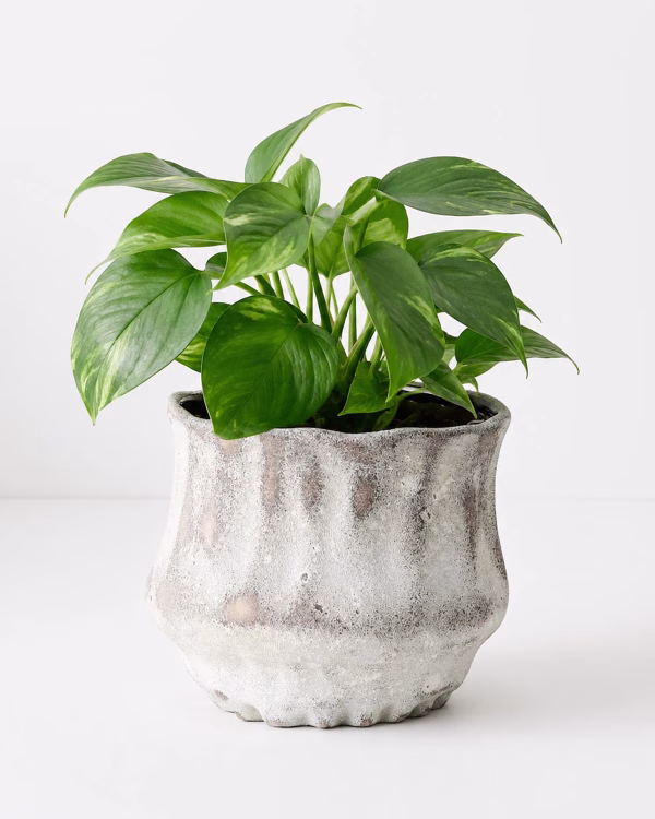 Payton Pot — Medium
