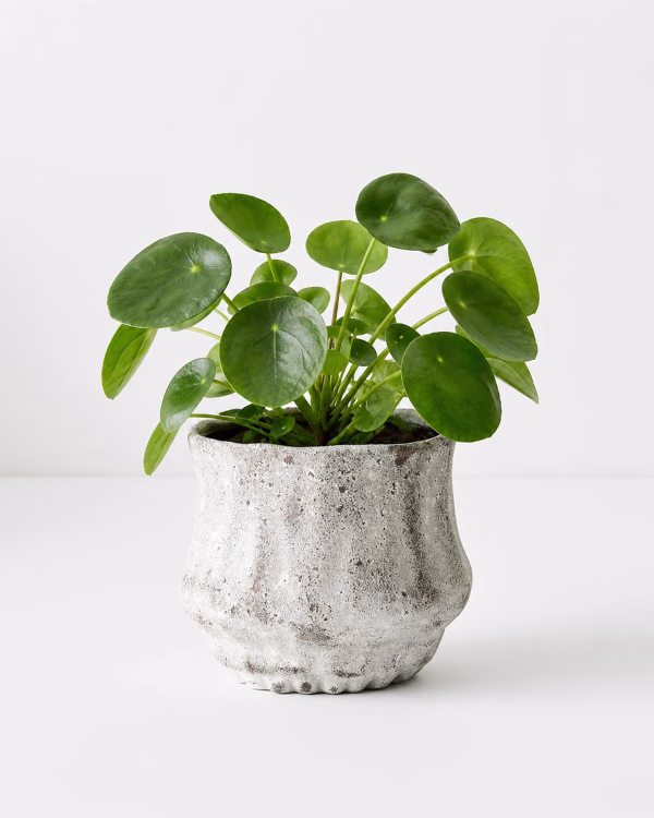Payton Pot — Small