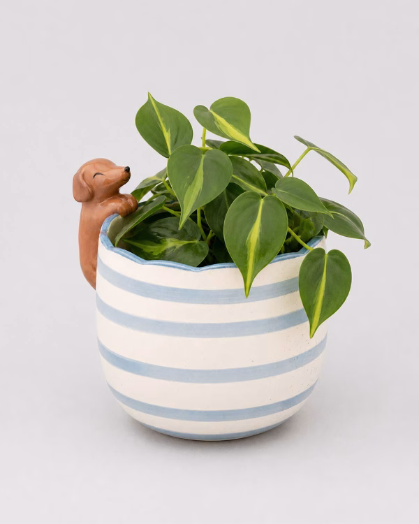 Peeking Sausage Dog Planter