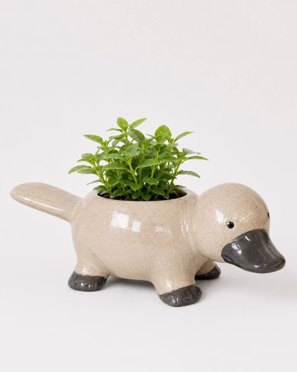 Platypus Planter