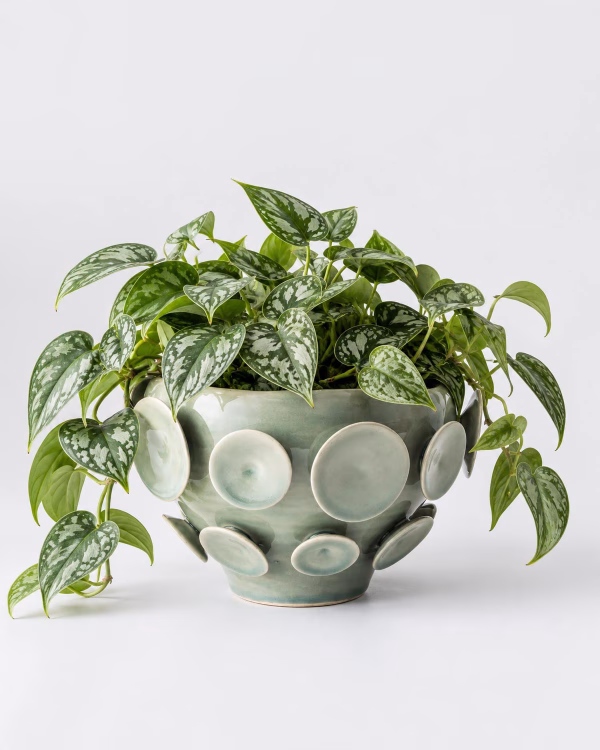 Olavi Pot – Celadon